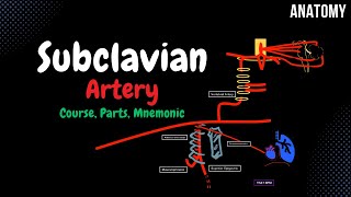 The Subclavian Artery  Branches amp Divisions [upl. by Capp216]