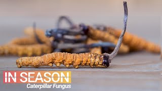 Cordyceps Season Hunt for the World’s Most Expensive Fungus  In Season S1E4 [upl. by Elodea444]