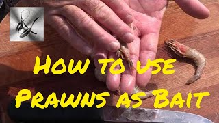 How to use Prawns as bait  The Hook and The Cook [upl. by Vachill]