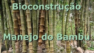 Bioconstrução  Manejo e escolha do bambu [upl. by Derril]