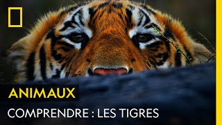 COMPRENDRE  Les tigres [upl. by Leanor348]