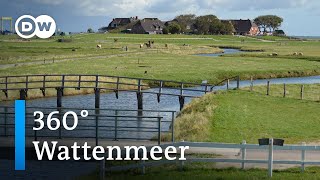 360° Video Wattenmeer  DW Reise [upl. by Eaneg335]