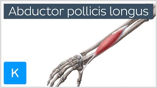 Abductor Pollicis Longus Muscle Overview  Human Anatomy  Kenhub [upl. by Eileek]