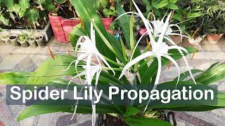 Spider Lily Propagation by Dividing  Hymenocallis [upl. by Hermine]