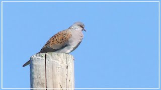 European Turtle Dove call  Streptopelia turtur  British Birds [upl. by Eveineg965]