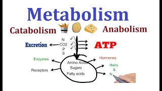 Concept of Metabolism Catabolism and anabolism [upl. by Dry850]