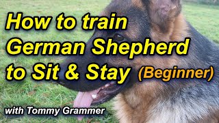 How to Train German Shepherd to sit and stay [upl. by Atteuqahc885]