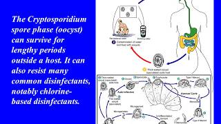 Understanding Cryptosporidium [upl. by Auhel67]