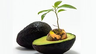 Grow Avocado Indoors How To [upl. by Phonsa]