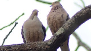 Dove nest making amp whistle wing sound [upl. by Eimareg547]