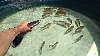 JOGUEI UM PIRARUCU PARA AS PIRANHAS COMEREM Laguinho [upl. by Elyak]