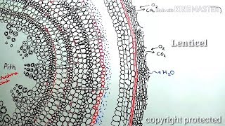 Secondary growth in plants animation [upl. by Asseneg466]