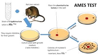 NEOPLASIA 7 CHEMICAL CARCINOGENESIS amp Ames test [upl. by Iams]