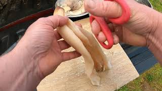 How to clean Geoduck and Horse Clams [upl. by Phoebe871]