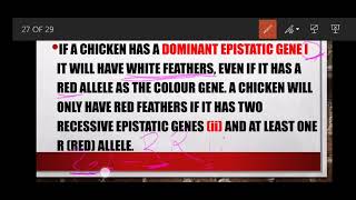 Epistasis Grade 12 Agricultural Sciences Basic Agricultural Genetics [upl. by Hairahcez]