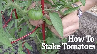 How To Stake Tomato Plants  Gardeners Supply [upl. by Relda]