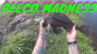 HOW TO CATCH PLECOS IN SOUTH FLORIDA [upl. by Nerte157]