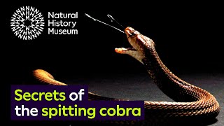 Spitting cobras the peculiar evolution of defensive venom in snakes [upl. by Lalise498]