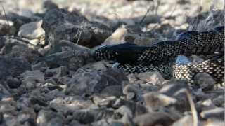 Kingsnake eats Mojave Rattlesnake [upl. by Bevan788]