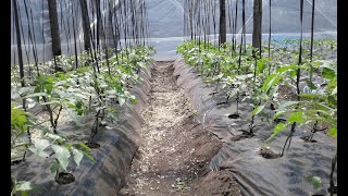 COMO ENTUTORAR TOMATES PASO A PASO [upl. by Anaitsirc540]