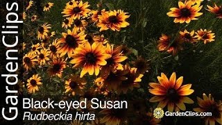 Blackeyed Susan  Rudbeckia hirta  Grow Rudbeckia [upl. by Emeline]