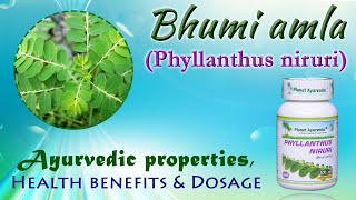 Bhumi amla Phyllanthus niruri  Ayurvedic properties Health benefits amp Dosage [upl. by Edmonda]