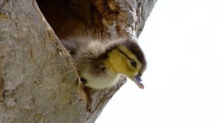 Brave Wood Ducklings Take 30Foot Leap of Faith [upl. by Yokum366]