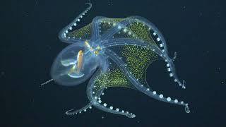 Glass Octopus Captured in Rare Footage By Underwater Robot [upl. by Cataldo]