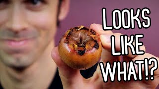 MEDLAR  A Weird Fruit That Looks Inappropriate But Tastes Great  Weird Fruit Explorer [upl. by Attem]