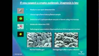 Cryptosporidiosis in calves  AHDB Dairy [upl. by Anar]