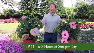 3 Easy Tips for Growing Tropical Hibiscus [upl. by Nereil]