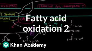 Fatty Acid Oxidation  Part II [upl. by Ahseryt]