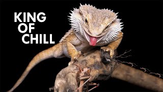 Bearded Dragon The King of Chill [upl. by Gildas]