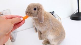 Meet Marshmallow My Adorable Holland Lop Bunny [upl. by Arnie516]