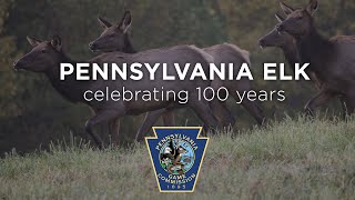 Pennsylvania Elk Celebrating 100 Years  Short Version [upl. by Fradin]