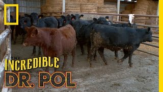 Bloated Bovine Emergency  The Incredible Dr Pol [upl. by Yhtrod]