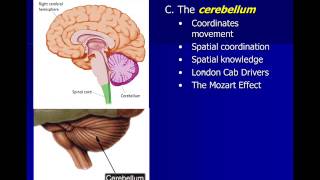 Neuroscience Subcortical Structures [upl. by Drahcir]