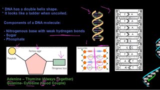 Grade 12 Life Sciences DNA The Code of Life Part 1 [upl. by Baxter]