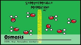 OLD VIDEO Osmosis [upl. by Buerger]