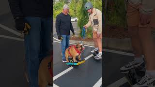 Meet Chowder the bulldog — a pooch going viral for his impressive skateboarding skills shorts [upl. by Divadnahtanoj881]