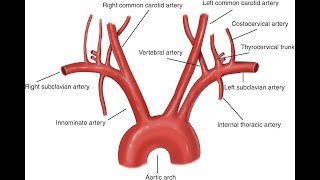 Anatomy of the Aorta [upl. by Tizes186]