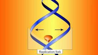 Fluoroquinolones Mechanisms of Action and Resistance [upl. by Tertia]