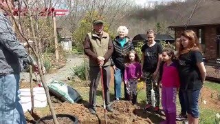 How to Plant An American Dogwood Tree [upl. by Auhsoj]