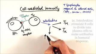 AS Biology  Cellmediated immunity OCR A Chapter 126 [upl. by Ordisy]