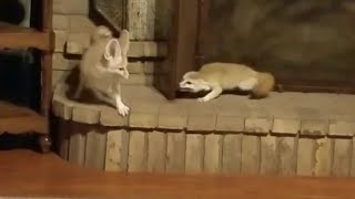 Fennec Fox TURF WAR And Territory Marking Behaviors [upl. by Tedie969]