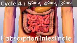 SVT  Cycle 4  COURS  Labsorption intestinale [upl. by Lola]