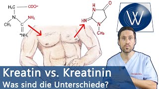 Kreatin vs Kreatinin  Muskelaufbau vs Nierenschaden Zusammenhänge Unterschiede Hintergrundwissen [upl. by Krispin]