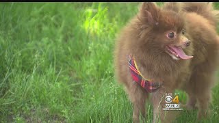 Woman Stumbles Upon Trapped Abandoned Dog [upl. by Idnac]