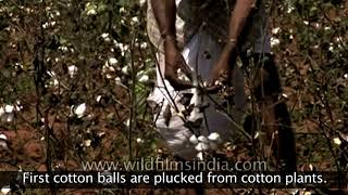 Cotton Textile Industry in India [upl. by Bleier]