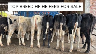 HF Culture in West Bengal  Punjab to West Bengal Dairy Culture  Heifers’ For sale 🐄🐄 [upl. by Tacita]